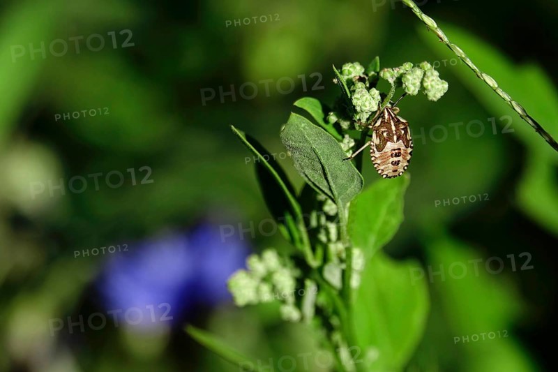 Bug in a garden, summer, Germany, Europe