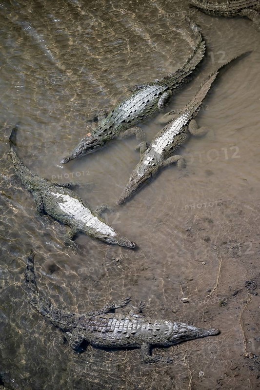 American crocodile (Crocodylus acutus) swimming in the water, from above, Rio Tarcoles, Carara National Park, Puntarenas Province, Costa Rica, Central America
