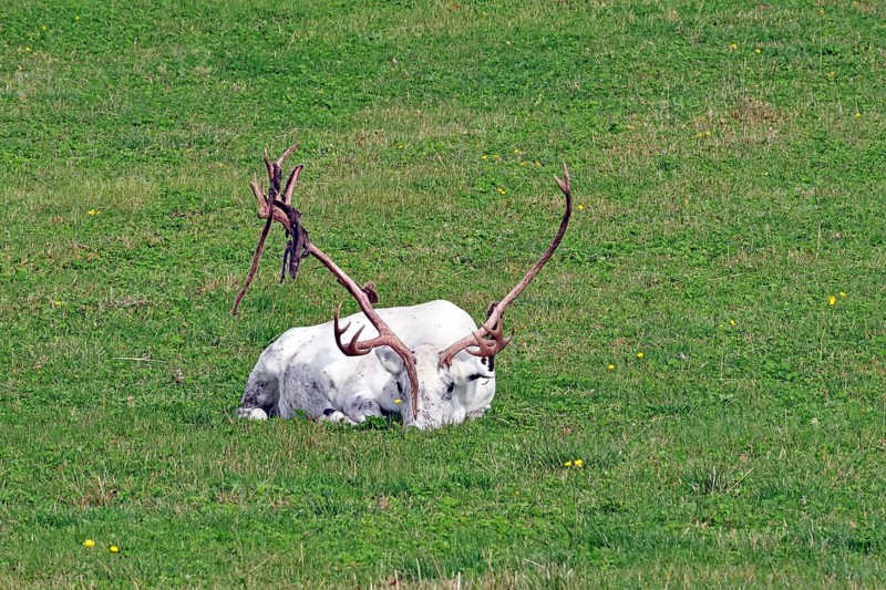 White reindeer with mighty antlers lying on a green meadow, Fjällnas, Jämtland, Sweden, Europe