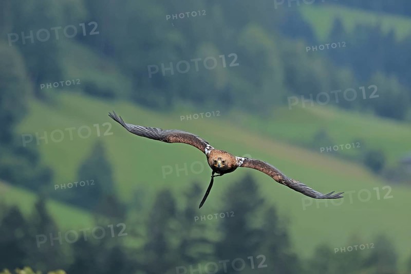 Harris's hawk (Parabuteo unicinctus), Hohenwerfen Castle, Salzburger Land, Austria, falconer, Harris's Hawk, Europe