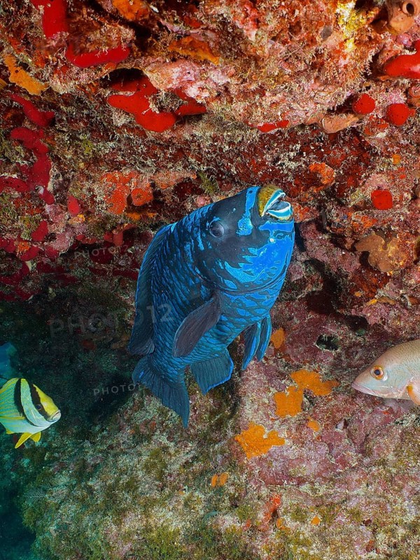 A dark blue Midnight parrotfish (Scarus coelestinus) near a colourful coral reef. Dive site John Pennekamp Coral Reef State Park, Key Largo, Florida Keys, Florida, USA, North America