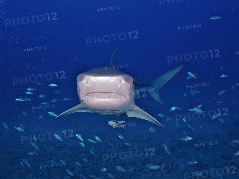 Tiger Shark (Galeocerdo cuvier) with open mouth from the front, surrounded by small Fish in the deep blue sea. Dive site Jupiter, Florida, USA, North America