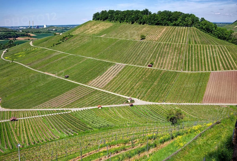 Vineyards at the Weibertreu castle ruins, Weinsberg, Neckargemünd, Baden-Württemberg, Germany, Europe