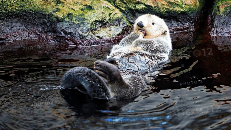 Ein Seeotter treibt entspannt auf dem Rücken im Wasser neben Felsen, Enhydra Lutris, Ocenario de Lisboa