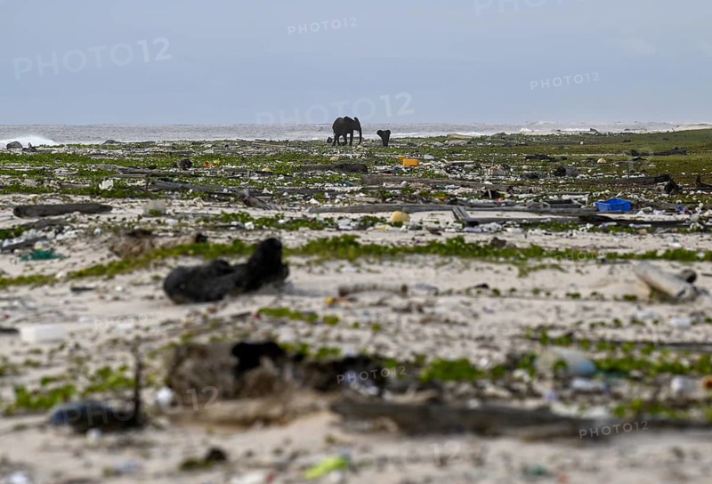 African forest elephants (Loxodonta cyclotis) rummaging through washed-up plastic waste on the beach, Loango National Park, Parc National de Loango, Ogooué-Maritime Province, Gabon, Africa