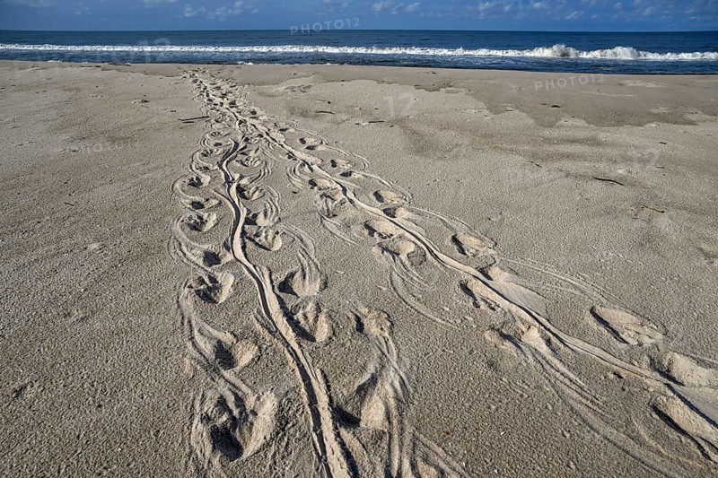 Turtle track on the beach, Loango National Park, Parc National de Loango, Ogooué-Maritime Province, Gabon, Africa