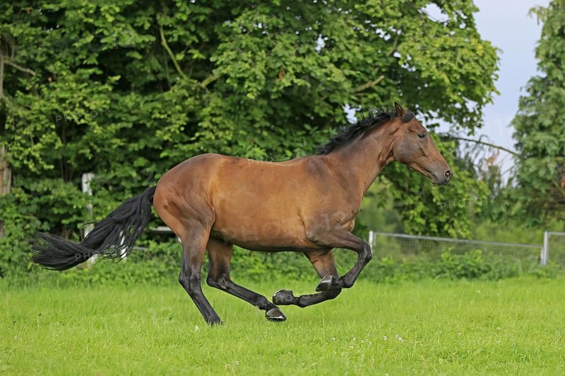Westphalian Warmblood, Westphalian