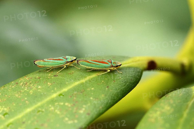 Rhododendron cicadas (Graphocephala fennahi) sitting on a leaf of a rhododendron (Rhododendron), pair of animals, close-up, Wilden, North Rhine-Westphalia, Germany, Europe