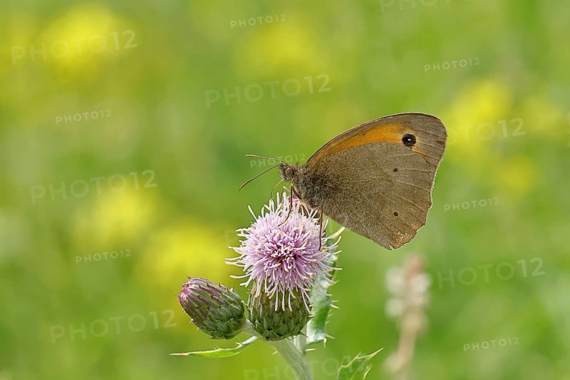 Meadow Brown (Maniola jurtina), collecting nectar from a thistle (Cirsium arvense) flower, Wilnsdorf, North Rhine-Westphalia, Germany, Europe
