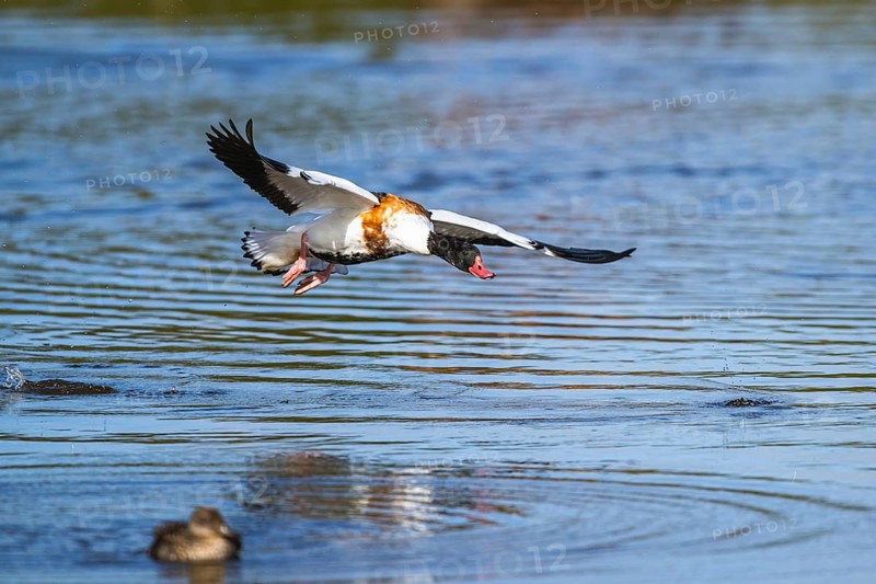 Common Shelduck, Tadorna tadorna bird in flight on marshes