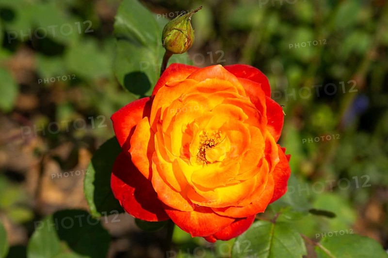 Floribunda rose, flower with bud, North Rhine-Westphalia, Germany, Europe