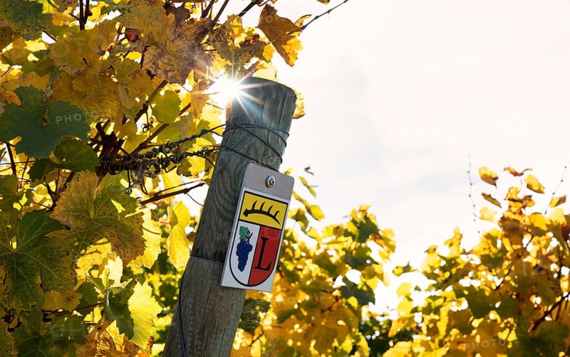 Coat of arms of the Fellbach winegrowers, wineries, vineyard, vines, winegrowing, autumn colouring, autumn, Kappelberg, Fellbach, Waiblingen, Baden-Württemberg, Germany, Europe