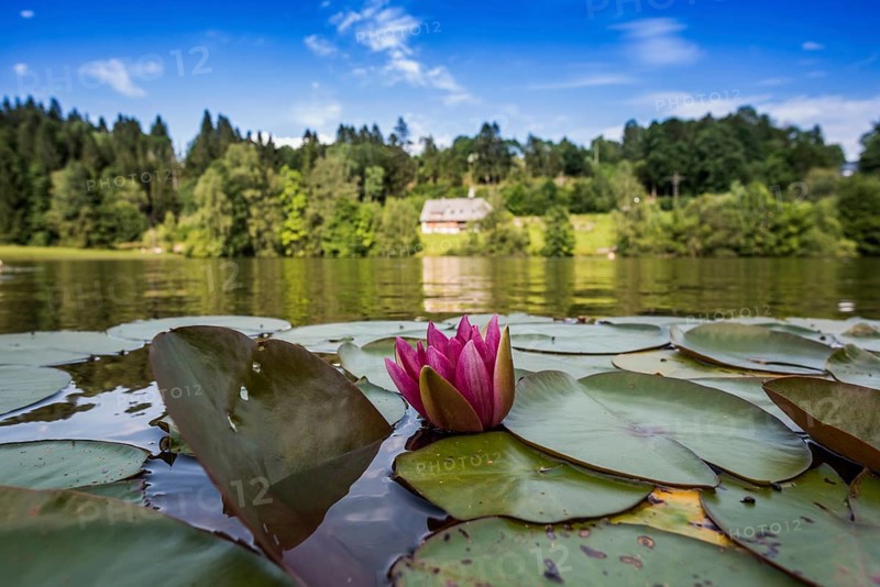 Klosterweiher, Dachsberg, Hotzenwald, Southern Black Forest, Black Forest, Baden-Württemberg, Germany, Europe