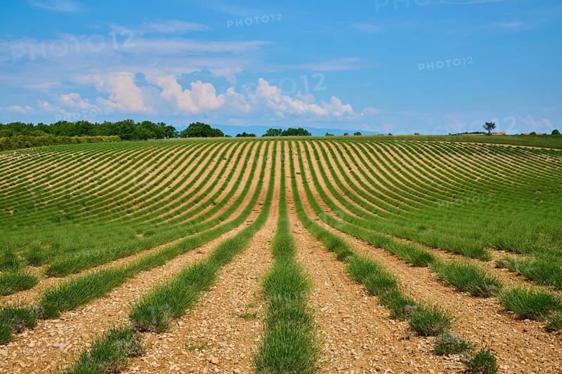 Lavender (Lavandula), planted in rows, trees in the background, slightly overcast sky, summer, Valensole, Alpes-de-Haute-Provence, Provence-Alpes-Cote d'Azur, France, Europe