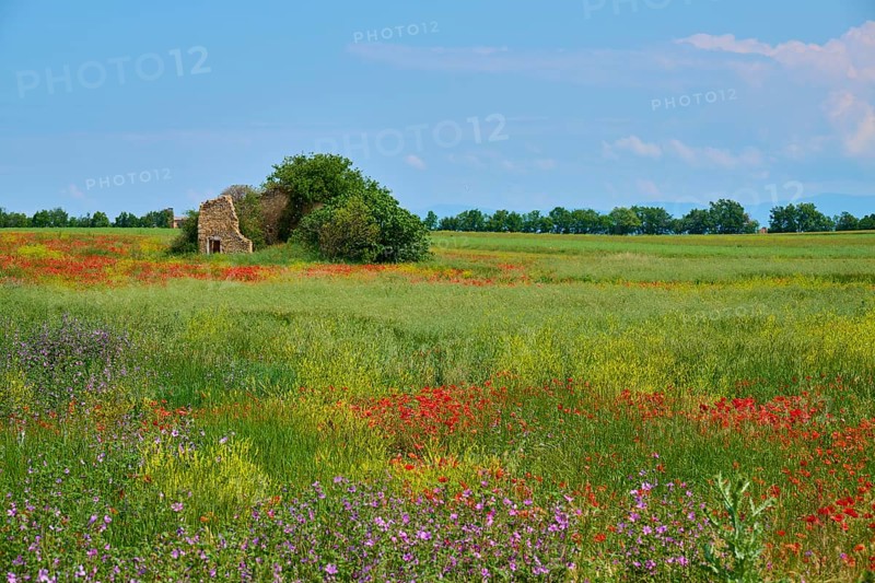 Flower meadow with poppies (Papaver), and sage (Salvia), in the background a ruin surrounded by trees, summer, Valensole, Alpes-de-Haute-Provence, Provence-Alpes-Cote d'Azur, France, Europe