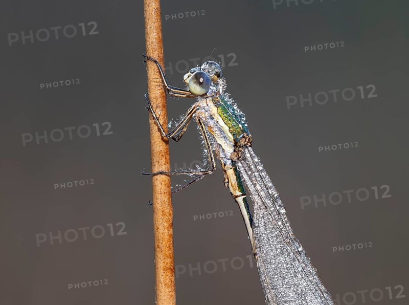 Emerald Damselfly (Lestes sponsa) sits on a rush stalk, the first rays of sunlight dry the wings, which are wetted by the morning dew, North Rhine-Westphalia, Germany, Europe