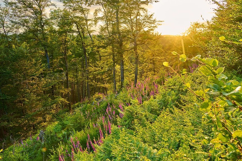 Forest in low mountain landscape in summer at sunset with sunbeams, green plants, ferns and Common foxglove (Digitalis), summer, Hesselbach, Oberzent, Odenwald, Hesse, Germany, Europe