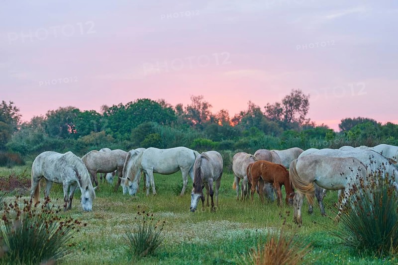 A herd of white Camargue horses grazing in a green pasture with a pink evening sky, soft columns of light in the background, Camargue, France, Europe