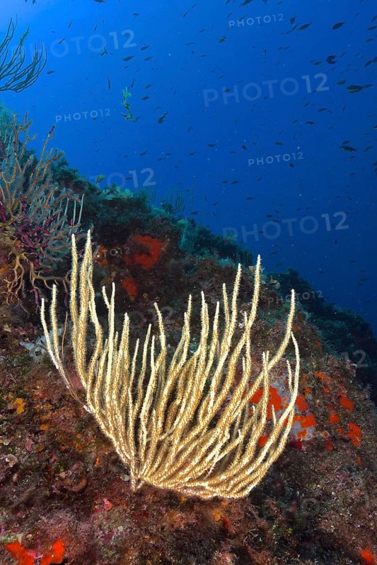 White gorgonian (Eunicella singularis) with open polyps growing on an underwater reef. Dive site Giens Peninsula, Provence Alpes Côte d'Azur, France, Europe
