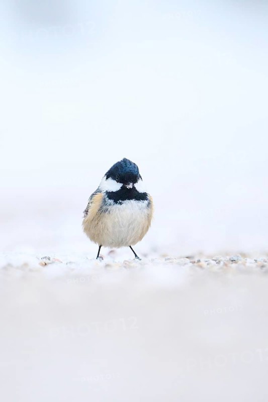 Coal tit (Periparus ater) on the ground in the snow in winter, Bavaria, Germany, Europe