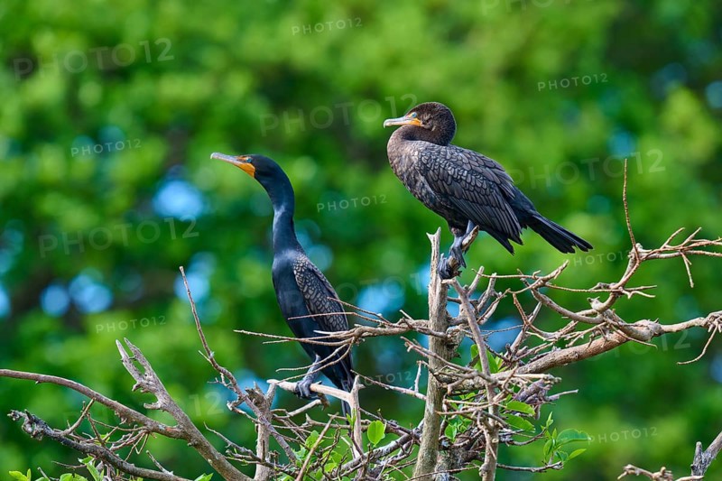 Double-crested cormorant (Phalacrocorax auritus), two birds on tree, Wakodahatchee Wetlands, Delray Beach, Florida, USA, North America