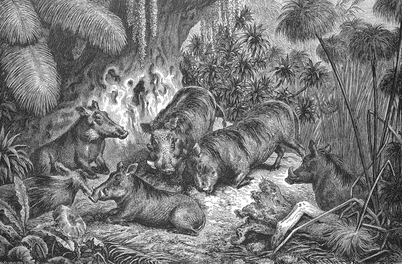 A herd of warthogs, Phacochoerus africanus, Africa, Historical, digitally restored reproduction from a 19th century original, c. 1890, Record date not stated