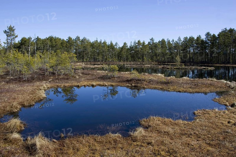 Bog lake in Sweden, lake, bog, landscape, Scandinavia, bog lake, Knuthöjden, Höllefors, Sweden, Europe