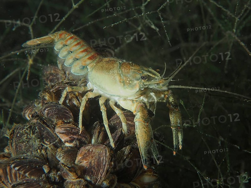 A crayfish (Faxonius limosus), American crayfish, invasive species, stands on a pile of mussels, quagga mussel (Dreissena rostriformis bugensis), invasive species. Dive site Wildsau, Berlingen, Lake Constance, Switzerland, Europe