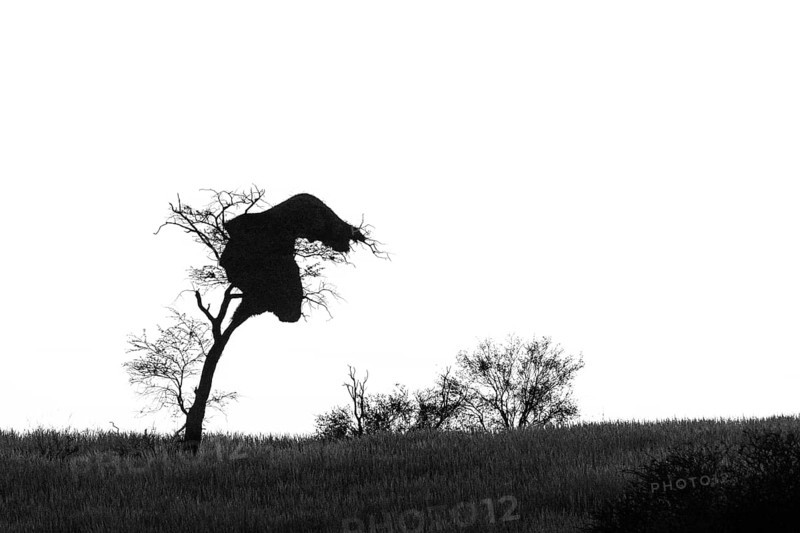Black and white landscape tree as a silhouette with a social weaver birds nests against the sky. Behind the background is the sky. Kalahari, South Africa, Africa