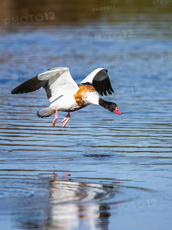 Common Shelduck, Tadorna tadorna bird in flight on water