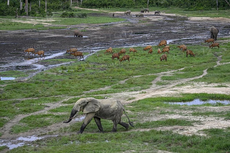 Forest elephants (Loxodonta cyclotis) and bongo antelopes (Tragelaphus eurycerus) in the Dzanga Bai forest clearing, Dzanga-Ndoki National Park, Unesco World Heritage Site, Dzanga-Sangha Complex of Protected Areas (DSPAC), Sangha-Mbaéré Prefecture, Central African Republic, Africa