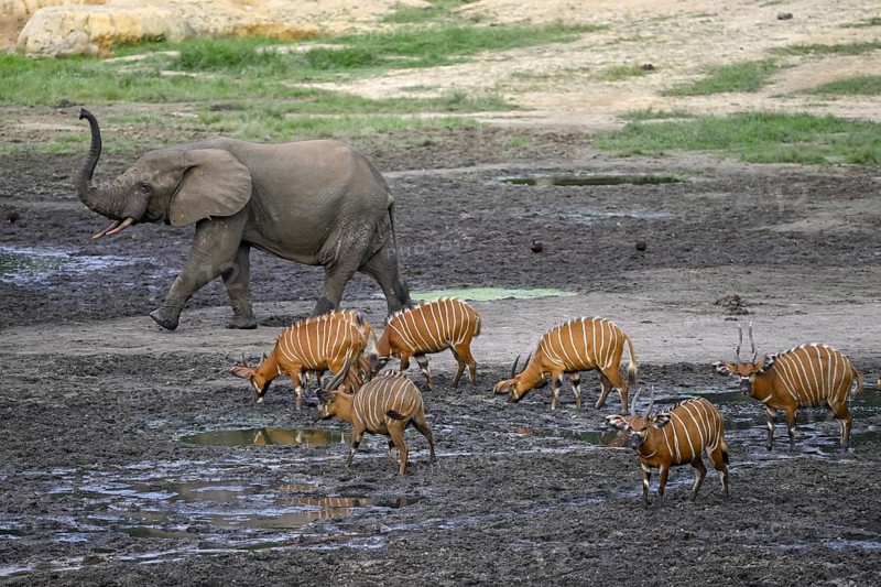 Forest elephant (Loxodonta cyclotis) and bongo antelope (Tragelaphus eurycerus) in the Dzanga Bai forest clearing, Dzanga-Ndoki National Park, Unesco World Heritage Site, Dzanga-Sangha Complex of Protected Areas (DSPAC), Sangha-Mbaéré Prefecture, Central African Republic, Africa