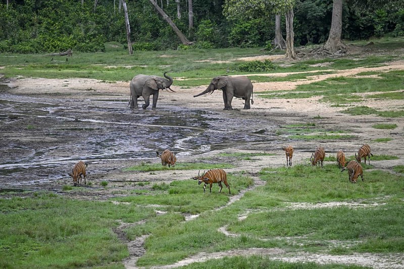 Forest elephants (Loxodonta cyclotis) and bongo antelopes (Tragelaphus eurycerus) in the Dzanga Bai forest clearing, Dzanga-Ndoki National Park, Unesco World Heritage Site, Dzanga-Sangha Complex of Protected Areas (DSPAC), Sangha-Mbaéré Prefecture, Central African Republic, Africa