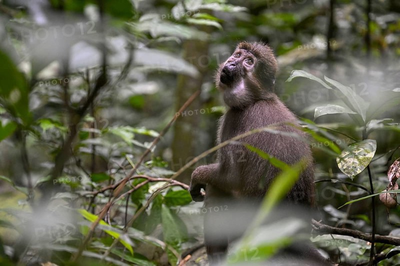 Olive mangabey (Cercocebus agilis) near the Baï-Hokou, Dzanga-Ndoki National Park, Unesco World Heritage Site, Dzanga-Sangha Complex of Protected Areas (DSPAC), Sangha-Mbaéré Prefecture, Central African Republic, Africa