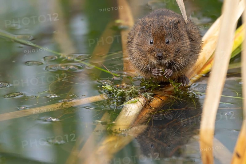 Water vole (Arvicola amphibius) adult rodent animal feeding on a pondweed leaf in a reedbed on a pond, England, United Kingdom, Europe