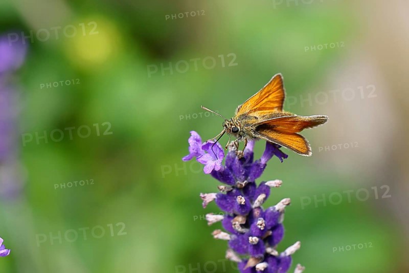 Large skipper (Ochlodes venatus), collecting nectar from a flower of Common lavender (Lavandula angustifolia), close-up, macro photograph, Wilnsdorf, North Rhine-Westphalia, Germany, Europe