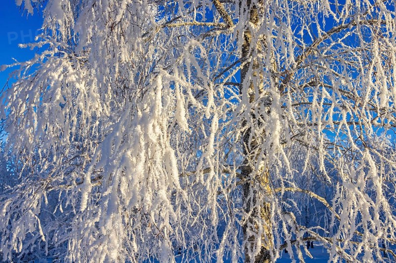 Snowy branches on a birch tree a sunny cold winter day