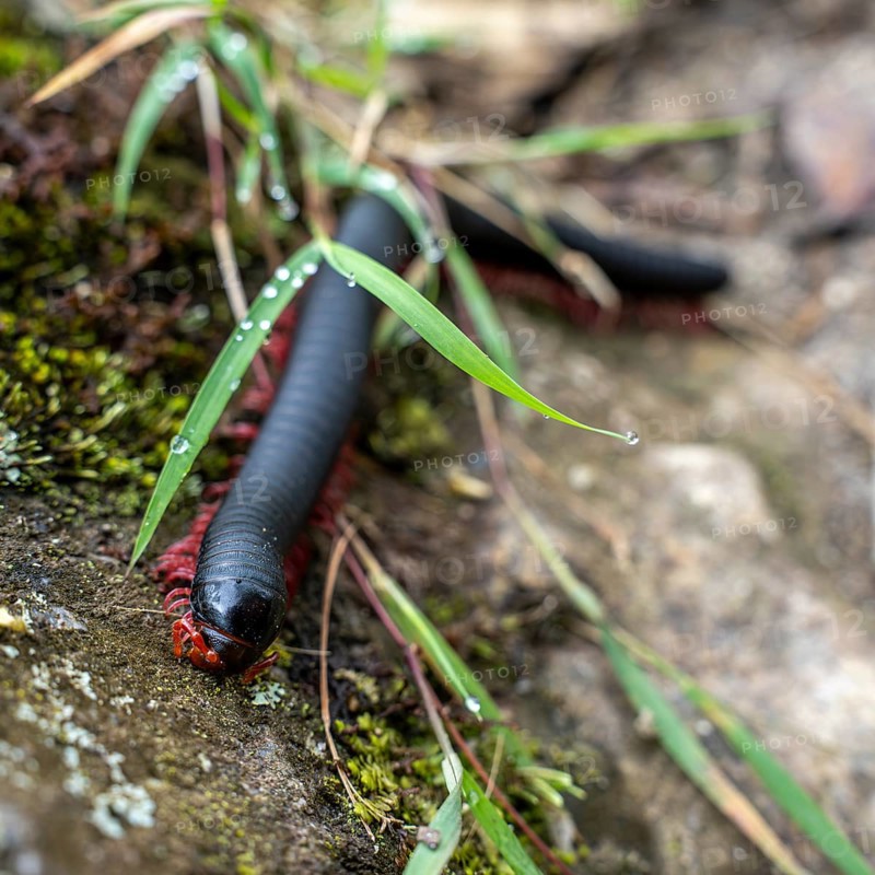 Tausendfüßer (Myriapoda), Machu Picchu, Cusco Region, Peru, South America
