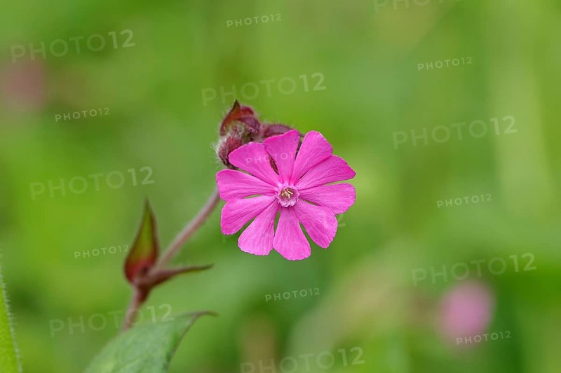 Red campion (Silene dioica), close-up of a flower in a meadow, Wilnsdorf, North Rhine-Westphalia, Germany, Europe