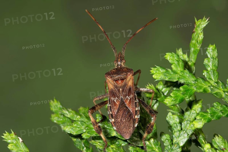 A Western conifer seed bug (Leptoglossus occidentalis) sitting on the branch of a thuja hedge, Baden-Württemberg, Germany, Europe