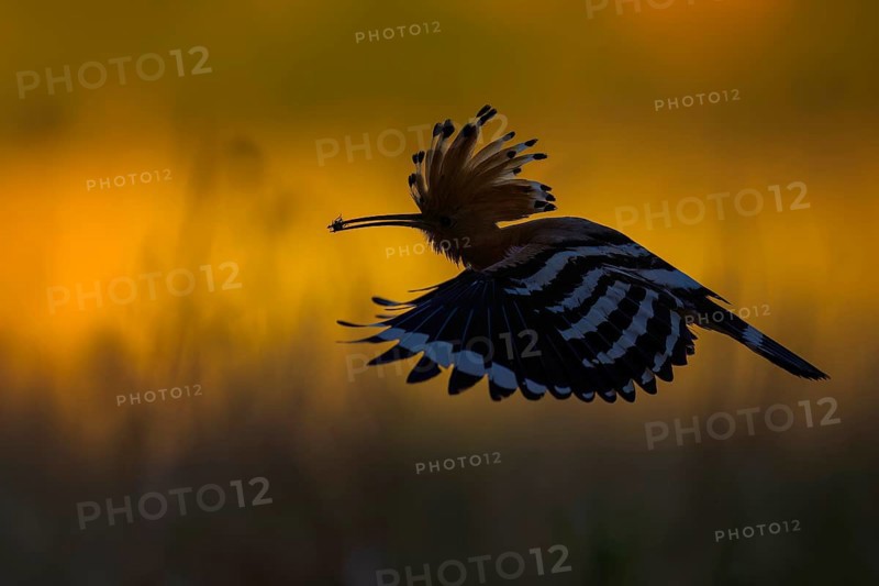 Hoopoe (Upupa epops) Bird of the Year 2022, with beetle as prey for the young bird, erect cap, golden hour, backlight, sunlight, in flight, rising sun, dawn, grazing light, Middle Elbe Biosphere Reserve, Saxony-Anhalt, Germany, Europe