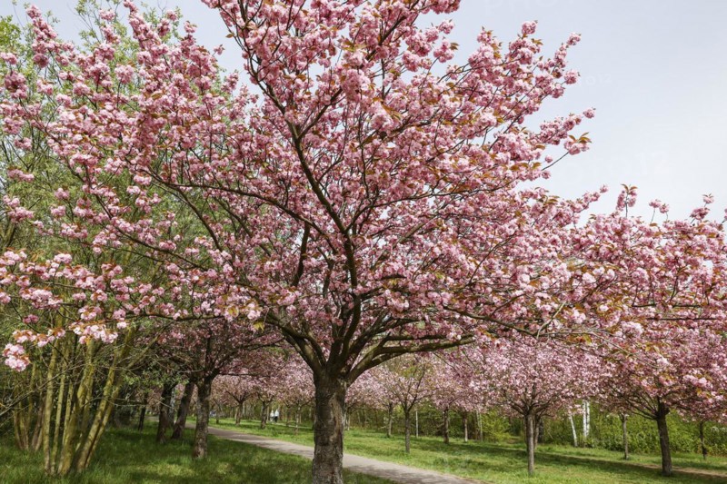 Blossoming cherry trees on the TV Asahi cherry blossom avenue on the Berlin Wall Trail. The cherry blossom avenue on the former border strip between the town of Teltow and the Berlin district of Lichterfelde is 2 kilometres long, Teltow, 09.04.2024., Teltow, Brandenburg, Germany, Europe