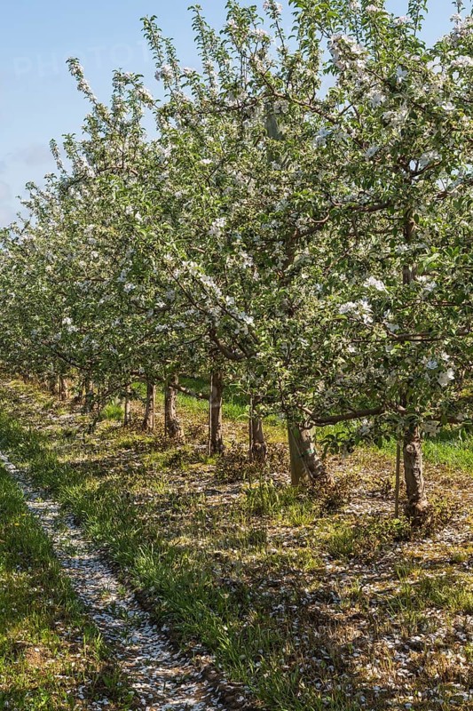 Orchard of Malus domestica, Apple trees with white flower blossoms in spring, Quebec, Canada, North America
