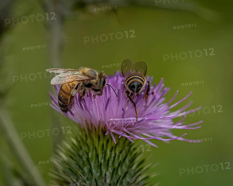 Plant, flower, thistle, thistle, Cirsium, insect, bee, honeybee, Apis mellifera, nature, summer