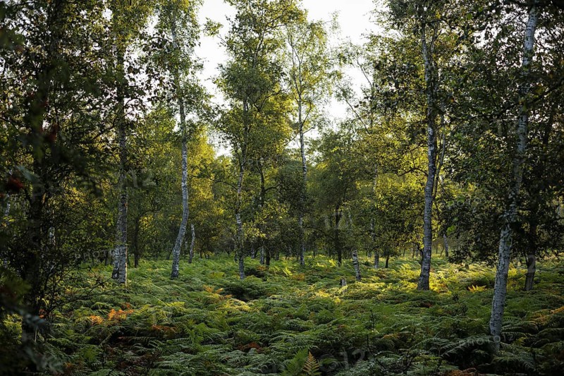The sun rises shortly after sunrise in a forest densely overgrown with ferns near Born am Darß. Born, 01.08.2024