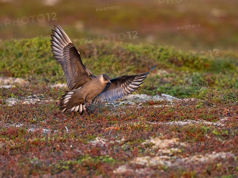 Arctic Skua (Stercorarius parasiticus), dark morph adult in flight landing in breeding territory in the tundra, in midnight sunlight, May, Varangerfjord, Norway, Europe