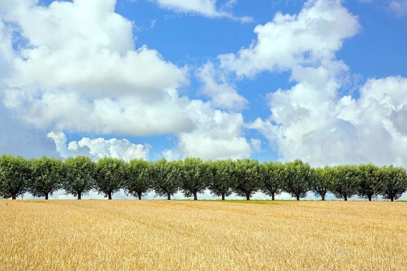 Row of white willows (Salix alba) trees lining road along wheat field on a cloudy day in summer