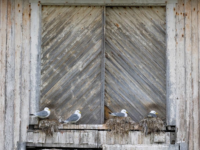 Black-legged kittiwake (Rissa tridactyla), breeding birds on nests, built on fishing harbour building, May, Varanger Fjord, Norway, Europe