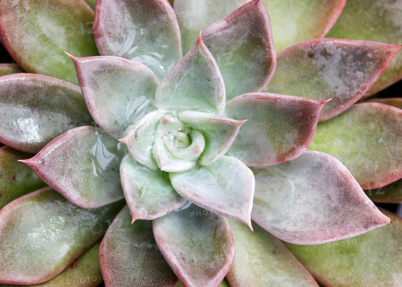 Beautiful succulent plant in greenhouse. Closeup, floral patterns, selective focus