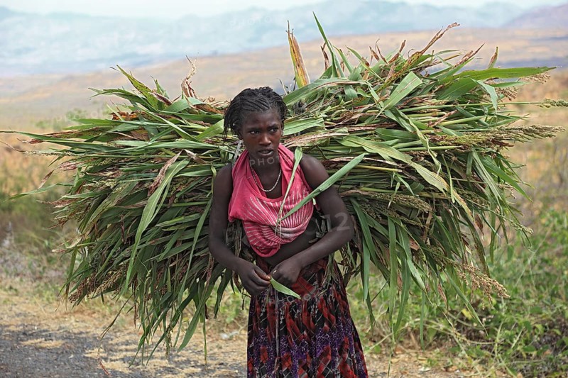 South Ethiopia, farmer's woman, woman of the Konso tribe, Konso woman carrying bundles of maize on her back, Ethiopia, Africa